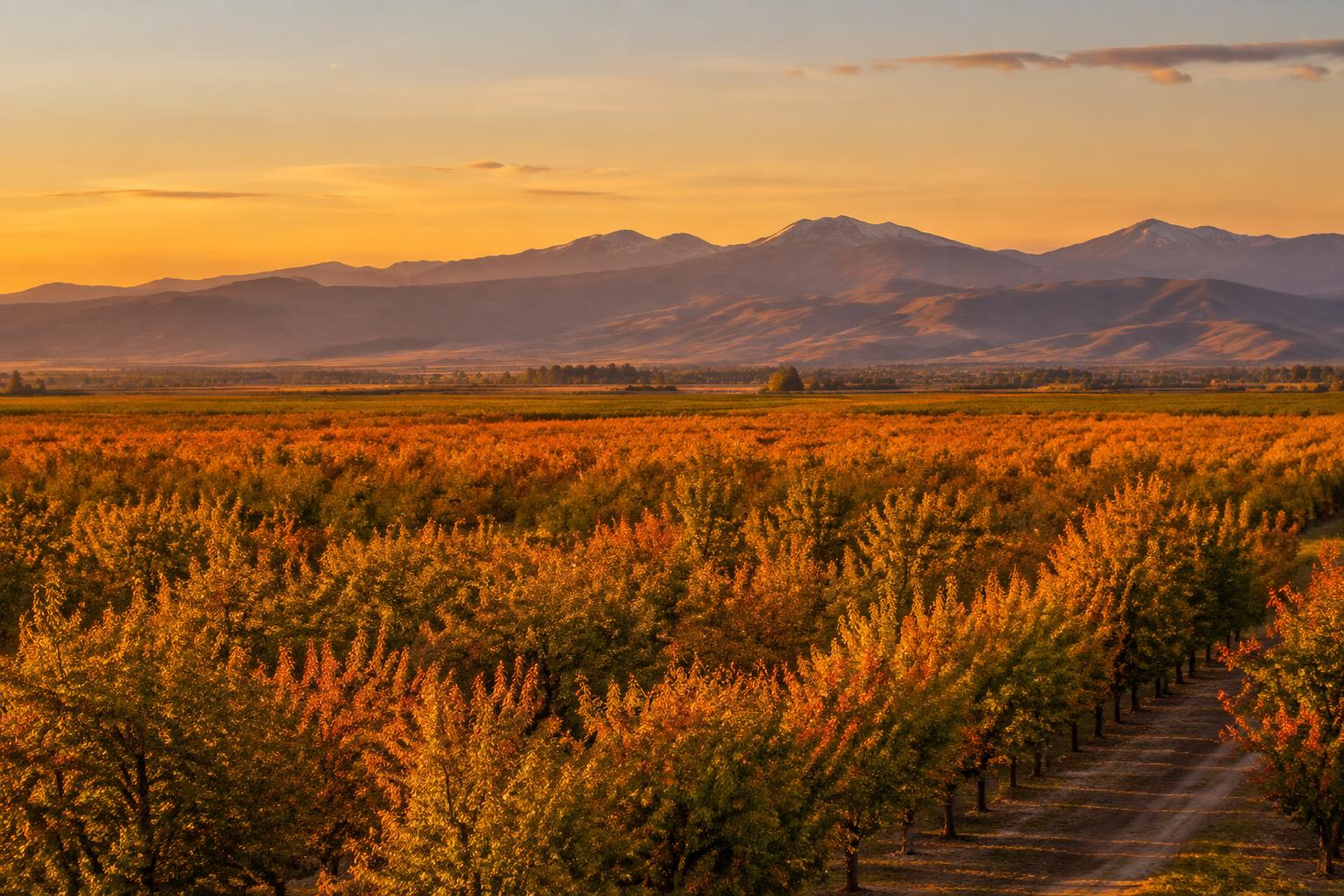 Central Valley orchards in autumn color at golden hour with the Sierra foothills behind, harvest season near Fresno
